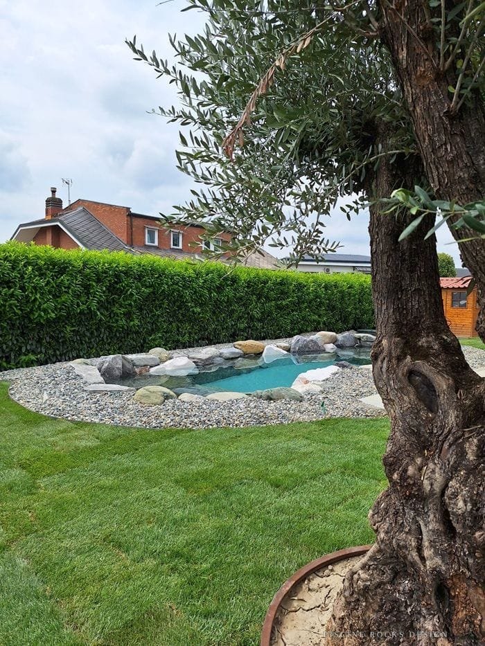 Piccola piscina Rocks Design in un prato, con il tronco di un ulivo in primo piano